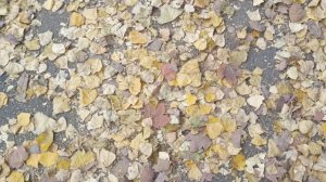 Пошуршим?😉 Последние осенние листья 2025🍂