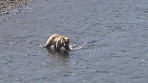 Медведь, в реке - как рыба в воде.