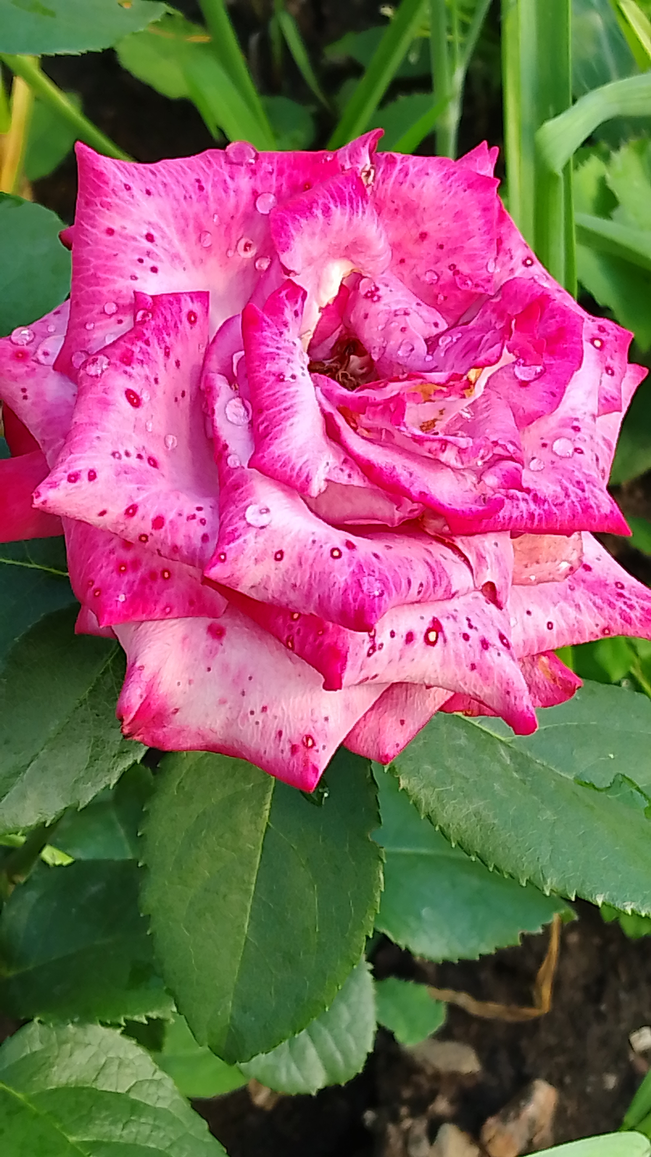 Это было в нашей жизни! Цветущее лето!🌞