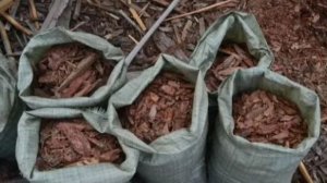 Почему так востребована сосновая кора?