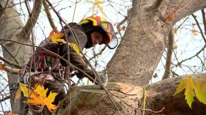 В Севастополе специалисты проводят обрезку платана Паласа