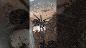 Кормление малышей птицеедов ласиодора парахибана. Продаются!