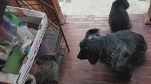 СОЧИ ГОРНОЕ ЛОО ВЕЧЕР 13.11.2025