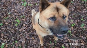 Запись стрима из леса от 13.11.25. Набрали грибов, нашли капкан