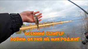 Осенний Селигер. Ловим окуня на микроджиг.