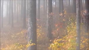 Опять влюблён -   Автор музыка и поёт Алимханов А