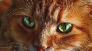 Рыжий Обольститель. Песня-Сказка