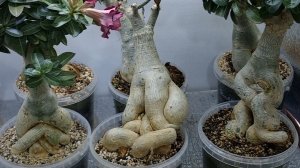Красота адениумов не только в цветах, но и в их прекрасных формах каудекса😍😍😍