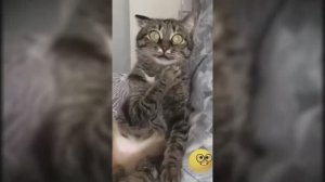 #смешныевидео -187