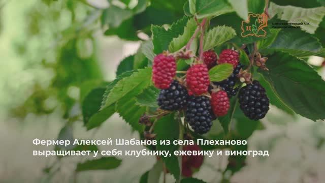 Фермер Шабанов Плеханово