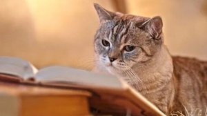 Пиши, как можешь, если хочешь - стихи Виктора Левашова, Ярославль.