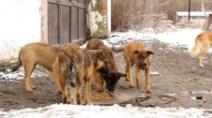 Жителей частного сектора в районе Зелёного клина держит в страхе стая бродячих собак