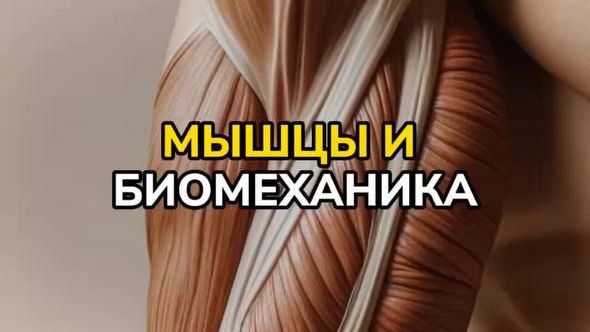 МЫШЦЫ И БИОМЕХАНИКА | лекция от врача-реабилитолога