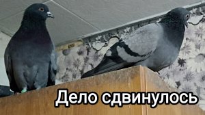 13-11-2025. Дело сдвинулось...