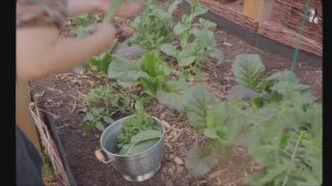 САДЫ ЯПОНИИ  ОВОЩНОЙ САД  В СЕЛЬСКОЙ МЕСТНОСТИ