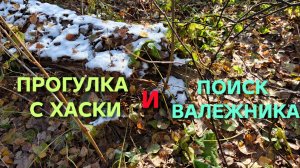 Пошел в лес со своей хаски и нашел кучу валежника на следующий год