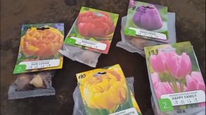 осенняя посадка луковиц тюльпанов