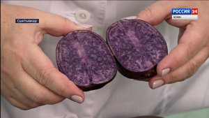 Какой картофель едят жители Коми?