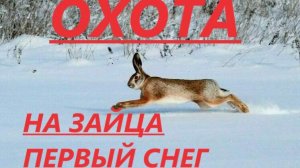 ОХОТА НА ЗАЙЦА 2025. ПЕРВЫЙ СНЕГ