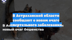 В Астраханской области сообщают о новом очаге смертельного заболевания