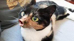 СМЕШНЫЕ ВИДЕО С КОТИКАМИ🤣