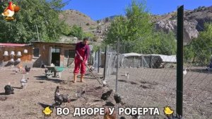 Содержание кур в домашних условиях и других птиц во дворе у Роберта 🐣🐤🦆🐔🪿🦃 (332)