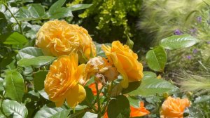 Июль в Саду 14 июля 2025 часть 1