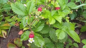 Красивые, яркие ягоды земляники