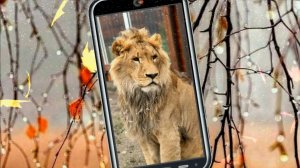 У Шерхана нет плохой погоды