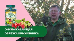 Омолаживающая обрезка крыжовника