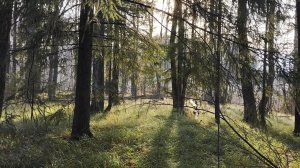 Обследую полуостров. Есть ли на нём жилые норы бобров.