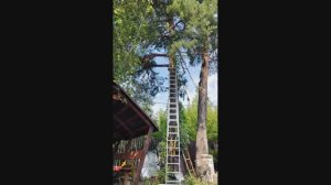 Сосны (продолжение)