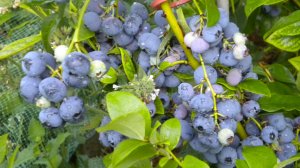 Обзор участка 16 июня 2025 г