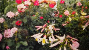 И на болоте сады цветут