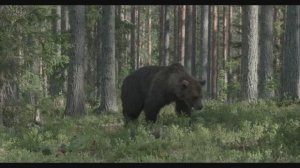 Дикие животные.Бурый медведь смотреть онлайн