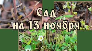 Сад на 13 ноября, последние штрихи перед заморозками.