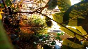 ИЛЬДАР САБИРОВ .ВСЕ МОИ РАСТЕНИЯ ЦВЕТЫ ДОМА В ОБЫЧНОЙ КВАРТИРА. БОЛЬШАЯ КОЛЛЕКЦИЯ. 2025 БЛОГ.