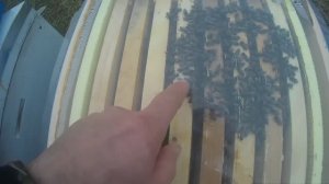 Осмотр пчел в декабре на наличие корма