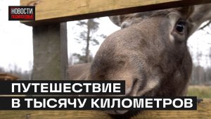 Лосёнок из архангельска нашёл новый дом на Лосином острове