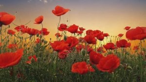 Н.Бучинська Червоний мак