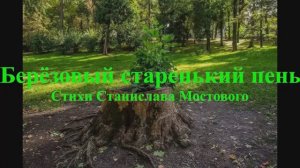 Берёзовый старенький пень