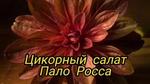 Цикорный салат Пало Росса