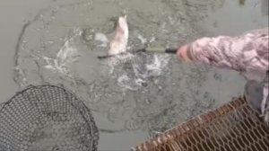 Продолжают работать приманки в ярких цветах. Спорт-зона. Клёвое место Лосиный остров.