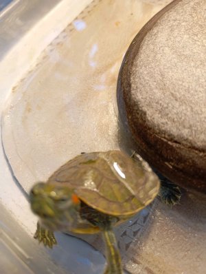 всё о красноухих черепахах