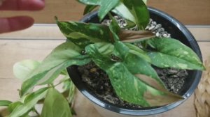 Работа в разных садах лексир для души!