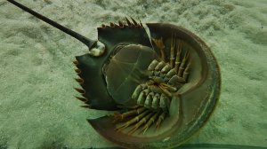 Это существо - живой динозавр среди нас - МЕЧЕХВОСТ!