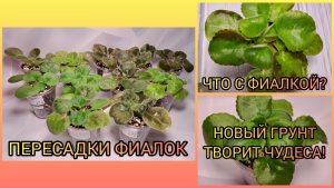 Новый грунт творит чудеса! Пересадки фиалок. Проблема с фиалкой.