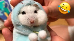 #смешныевидео -183