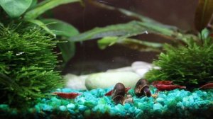 Аквариумные креветки вишня за завтраком, катаются на улитках (для позитива)