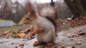 Незнакомые белки. Зарисовка